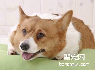 怎样训狗在合适时间叫?