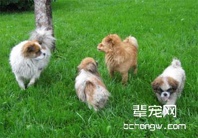 训狗做出漂亮动作方法