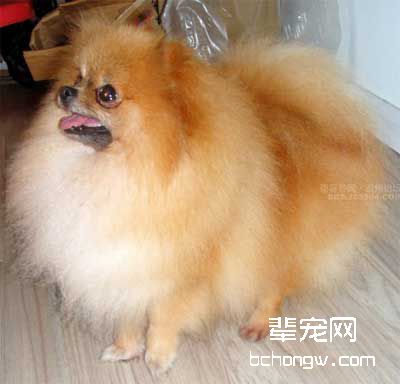 训狗规范排便的方法