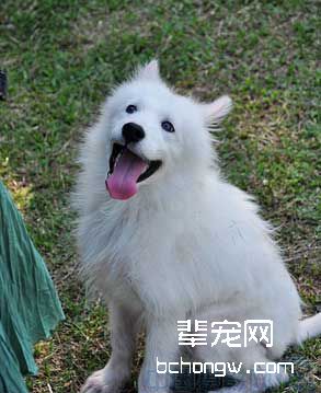 怎样训狗坐着等你?