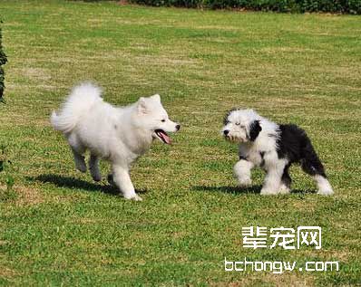 想学怎样训狗作揖吗?