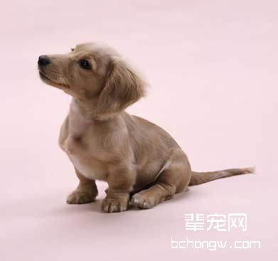 训狗人易犯的错误