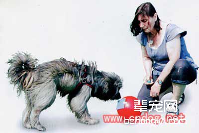 狗用鼻子的触碰训练