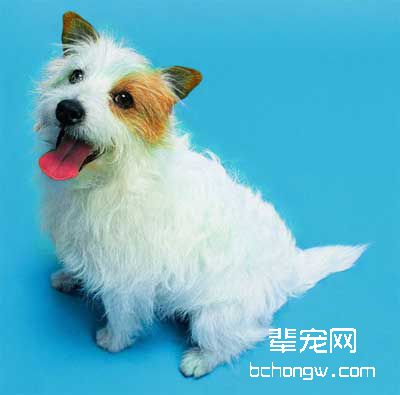 分阶段的训狗之法