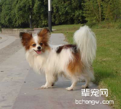 训狗时不宜过急