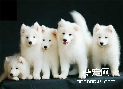 狗狗服从训练时须知