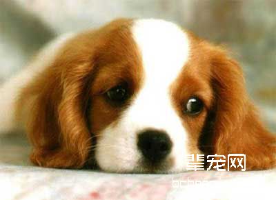 如何训狗熟悉它的姓名?