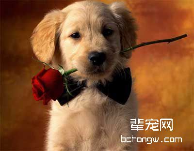 早期训狗的意义