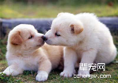 怎样训狗适应带项圈?
