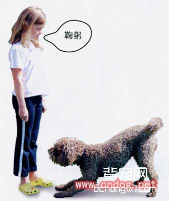 教狗分辨你的指令