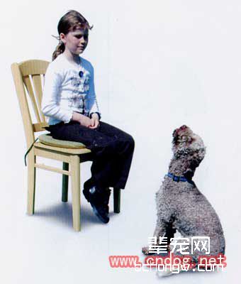 训练狗站立的分解动作
