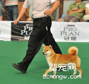 好方法让你训狗有方