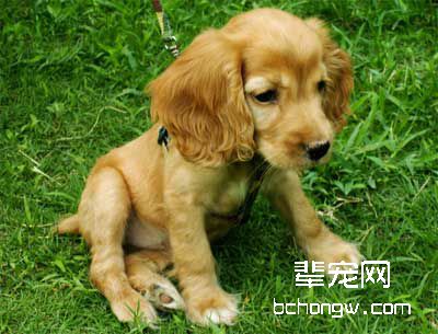 训练狗等食物的方法