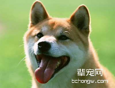 常见的训狗方法简介