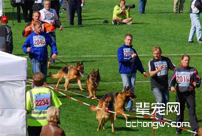 训狗前要准备什么东西?
