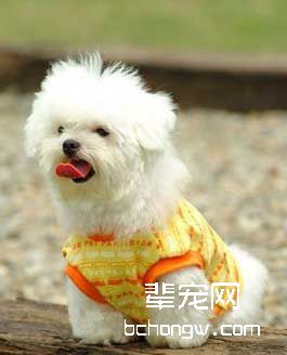 训狗叼东西难吗?
