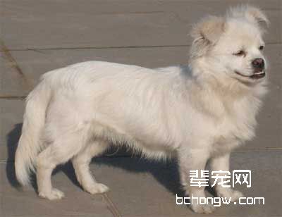 训狗时要有的两种心理