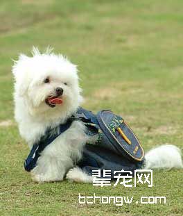 怎样训狗不再乱啃?