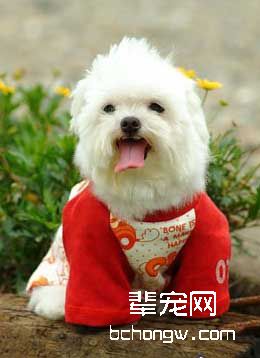 如何训狗有自信?