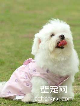 怎么训狗依气味识人?
