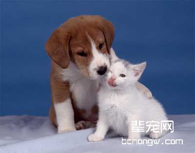 关于如何训狗的常识