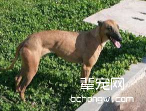 惠比特犬性情很温和