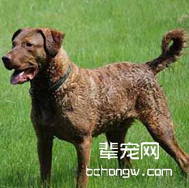 切萨皮克湾猎犬是游泳健将
