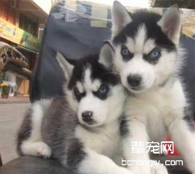 俄国狼犬的服从性比较强