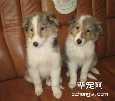 犬梳毛工具的选择