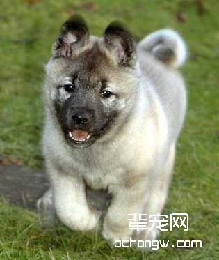 挪威猎麋犬的嗅觉很灵敏