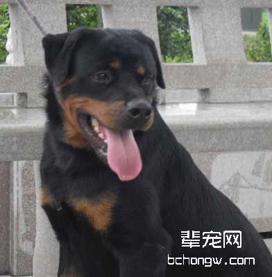 如何把握犬的表情?