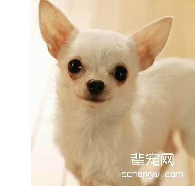 吉娃娃狗的头型很可爱