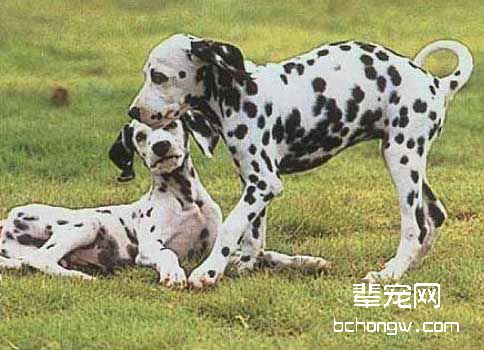 澳洲牛头犬的气质特点