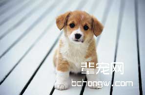 狗的神态行为释义
