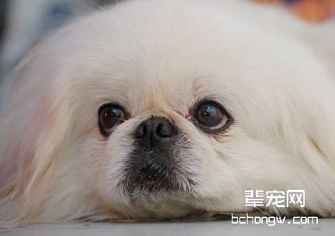 狗为何喜欢你的袜子?