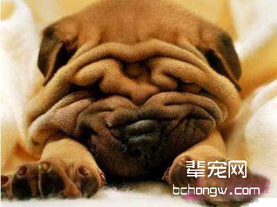 沙皮狗看似笨实则聪敏