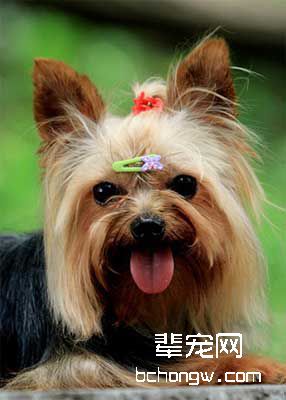 犬的听觉能力有多强?