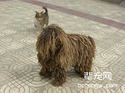 犬剖腹产后护理