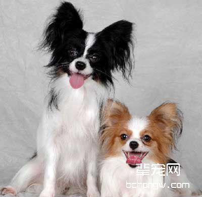 蝴蝶犬温柔且又爽朗