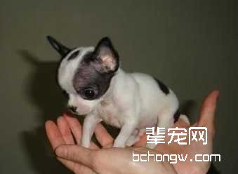 奇娃娃犬的个性特点
