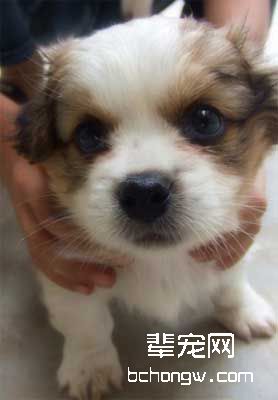 犬对着你叫的原因