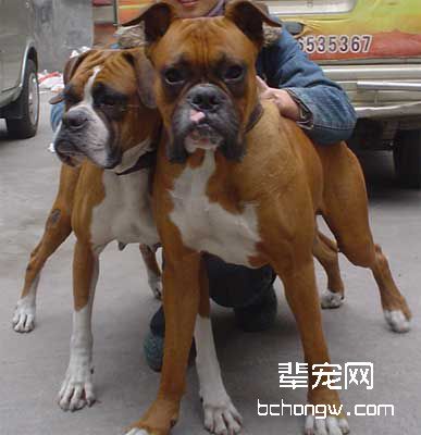 犬的怀旧心理有多强?
