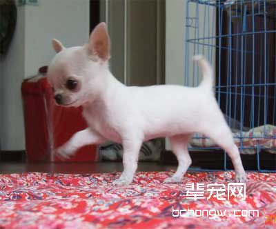 狗和人的交流是通过语言吗?