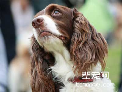 和陌生狗狗见面须知