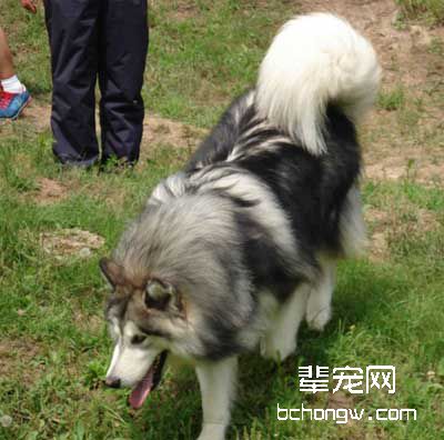 怎样的犬寿命长?