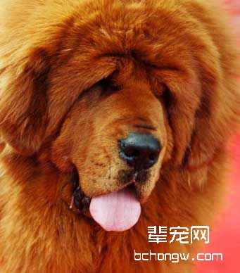 怎样看犬的性格是否顺从?