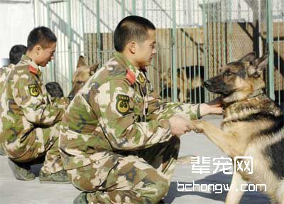 犬的思维有何特征?