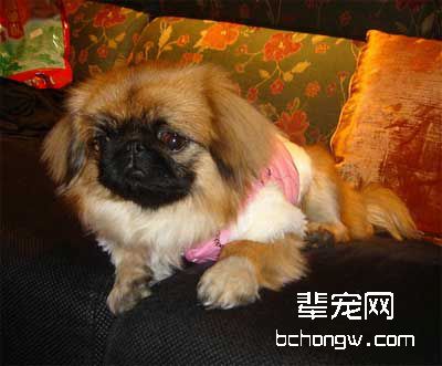 狗因何会保护主人?