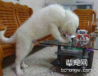 让小狗习惯剪趾甲的技巧
