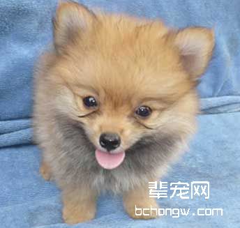 博美犬的几个生理缺陷